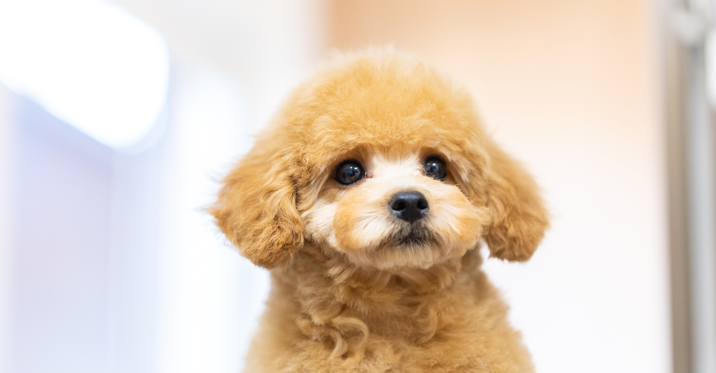 子犬情報