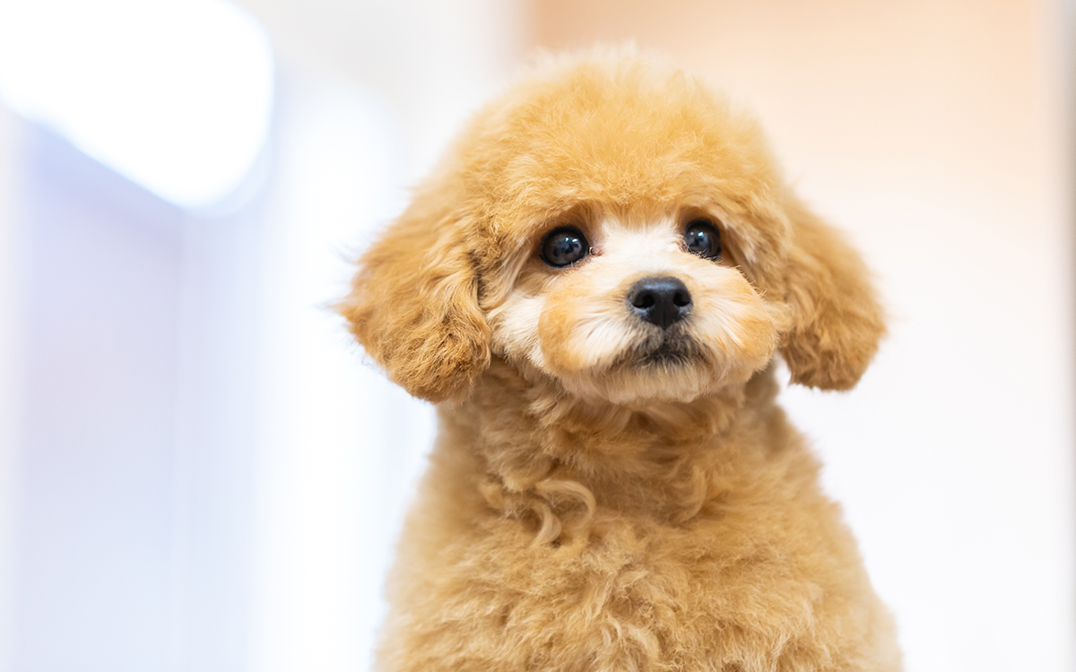 ブリーダー（子犬販売）