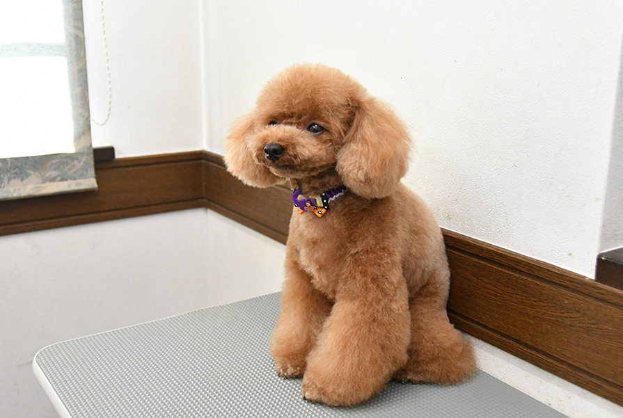 仕上がりチェック・撮影
