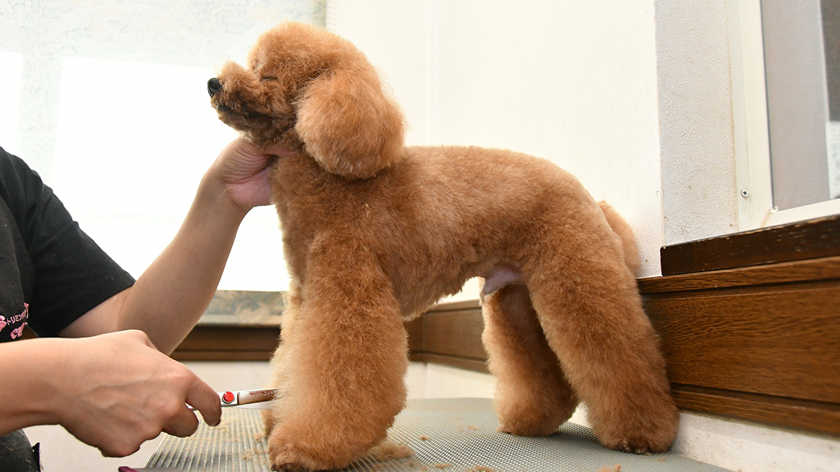 ワンちゃんのことが、ずっと好きなスタッフばかりです