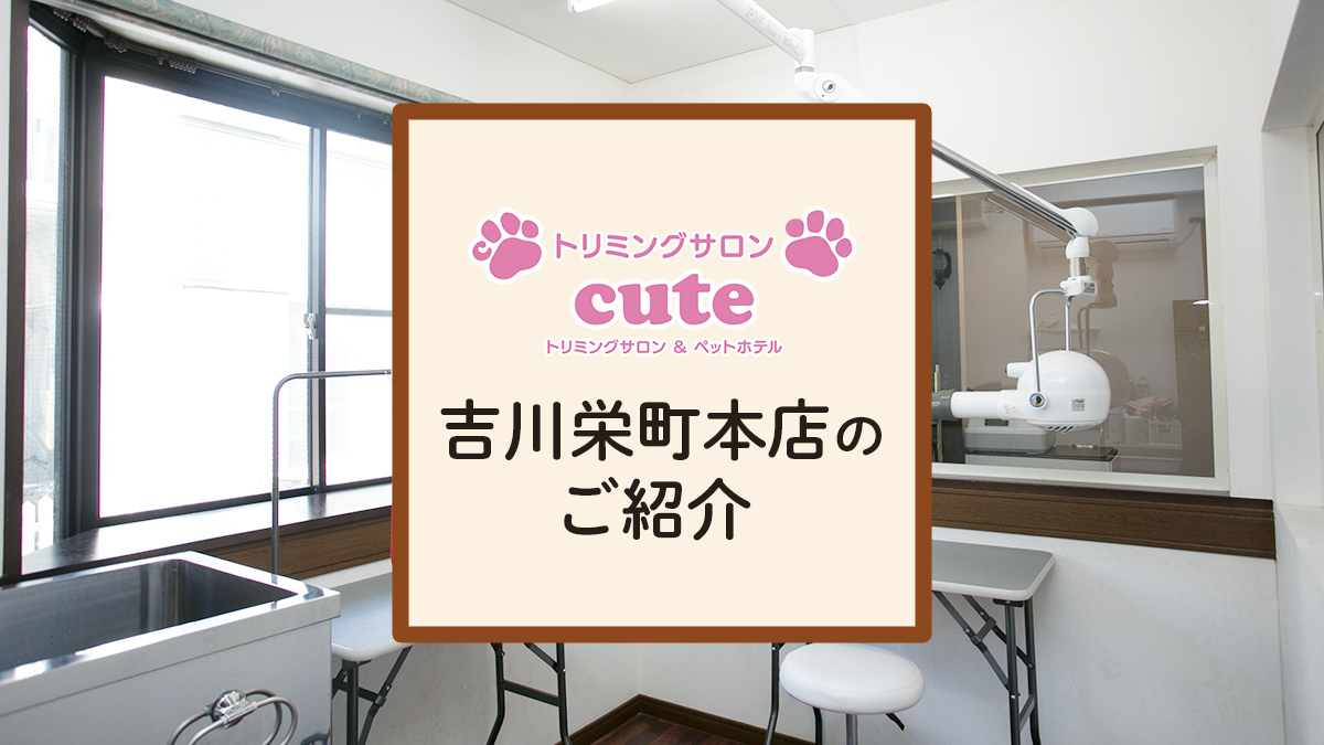 cute 吉川栄町本店のご紹介